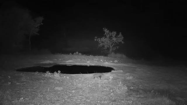 Djuma: White-tailed Mongoose - 01:10 - 11/25/21 смотреть онлайн