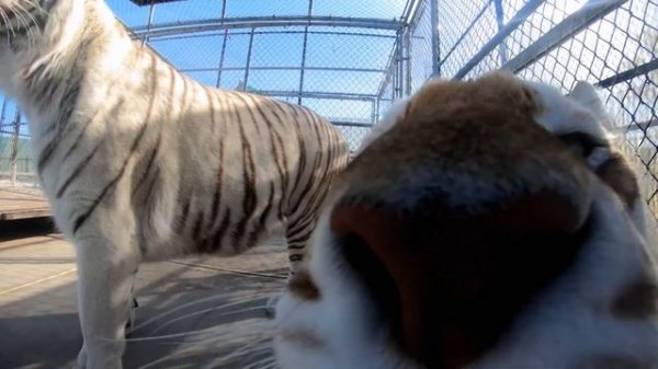 Charlie's Oddball Pets | Predator Pets | Curious?: Natural World