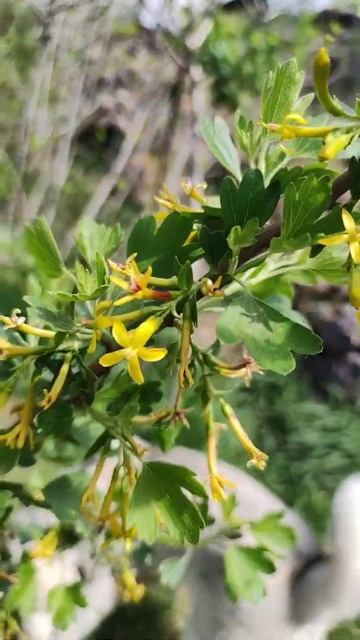 Цветы черной смородины смотреть онлайн