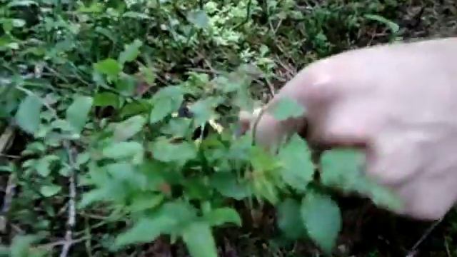 Саламандра з Карпат смотреть онлайн