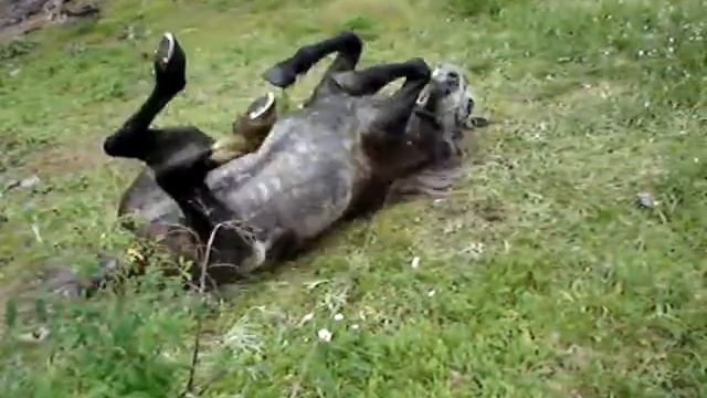 Алтай 2007. Расседлал коня после дневного перехода. смотреть онлайн