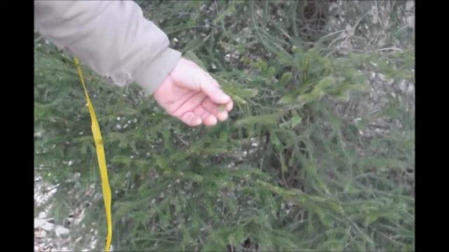 This Norway Spruce is Very Unusual in that it is Narrow смотреть онлайн