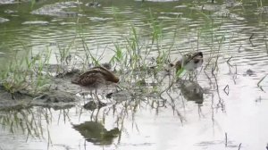 屏東縣的田鷸（2015-09-30）