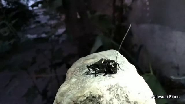 Indian Field Cricket Insect - Gryllus - Gryllinae смотреть онлайн