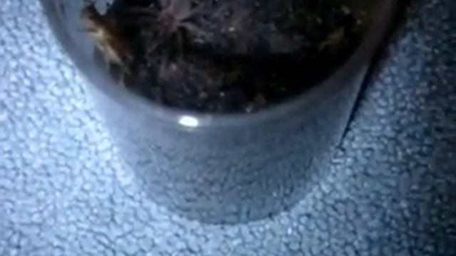Tarantula Feeding video 14 смотреть онлайн