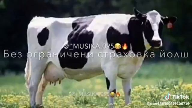 Чече пиколы(16) смотреть онлайн