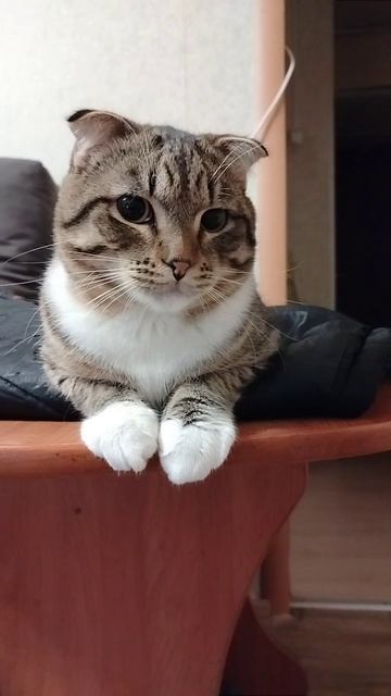 котик Тёма!!!😼😻😽🥰😍😘💋