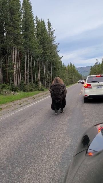 close encounter with bison смотреть онлайн