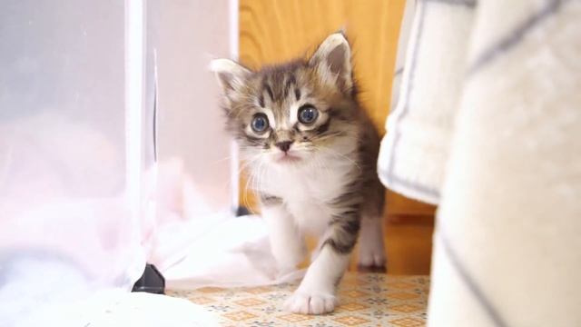 活動限界まで遊び続ける子猫。８分後穏やかな顔で眠りにつく【赤ちゃん猫　保護猫】 смотреть онлайн