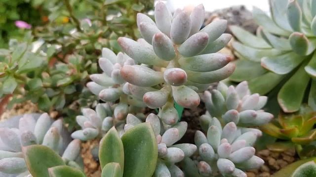 다육이 가을을 타나봐 ! 얼굴이 붉게 변했어요 친절한광자씨 смотреть онлайн