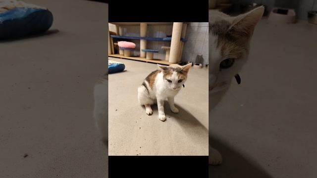 Ура!!! сегодня я иду в приют 💕, НОВЫЙ ВЫПУСК ❤️, как обещала 💕☺️ смотреть онлайн