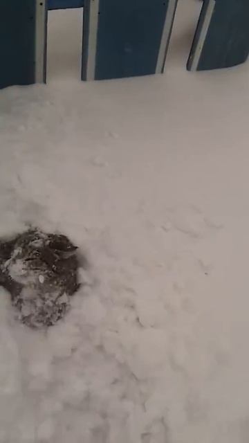 Снежный кот смотреть онлайн