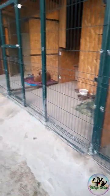 Центр временного содержания безнадзорных животных смотреть онлайн