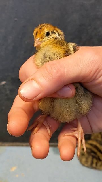 Two day old Coturnix Quail chick #shorts смотреть онлайн