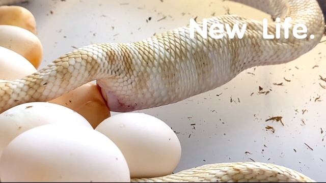 Cron Snake Laying an egg | Monocled Snake Laying eggs live on camera смотреть онлайн