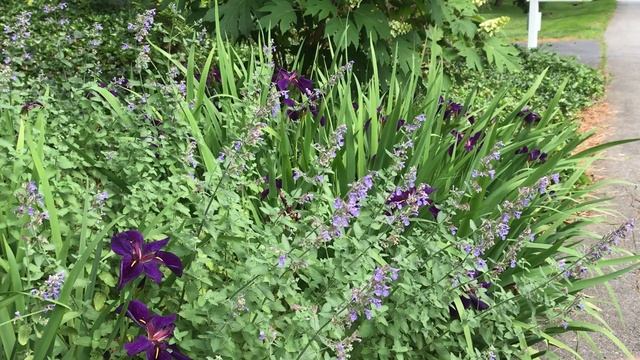 Louisiana Iris, Iris 'Black Gamecock'