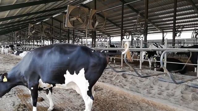 Dairy farm Cow pushing hard to poop смотреть онлайн