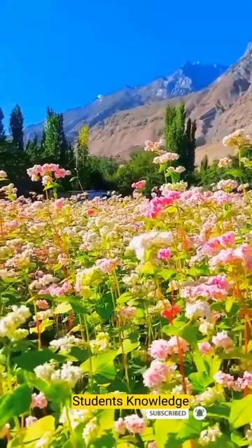 Buckwheat fields #youtubeshorts смотреть онлайн