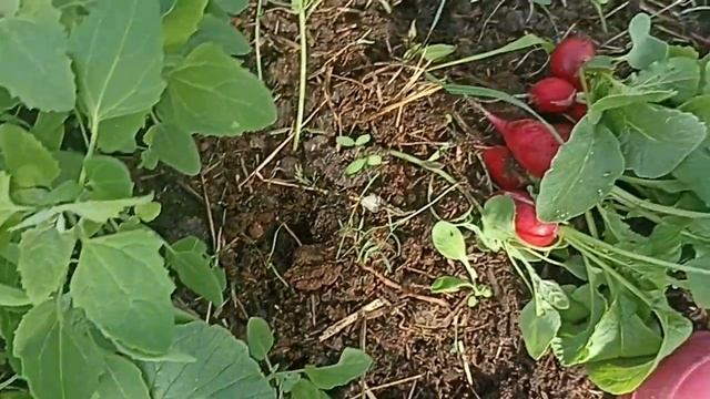 НАШ РЕДИС В ТЕПЛИЦЕ // МАЙ 24 Г // ВАЦАП ДЛЯ ЗАКАЗА 89152458159 ПИСЬМЕННО смотреть онлайн