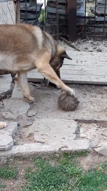 Ёжик и собака смотреть онлайн