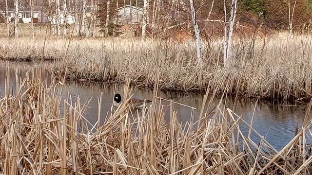 Lots of red-tipped black birds here... and one goose смотреть онлайн