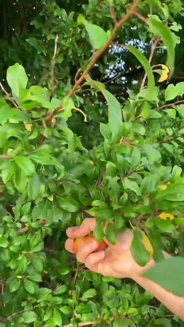 Tạm biệt mùa mận dại Đan Mạch 🇩🇰 #bacbanhmy #short смотреть онлайн