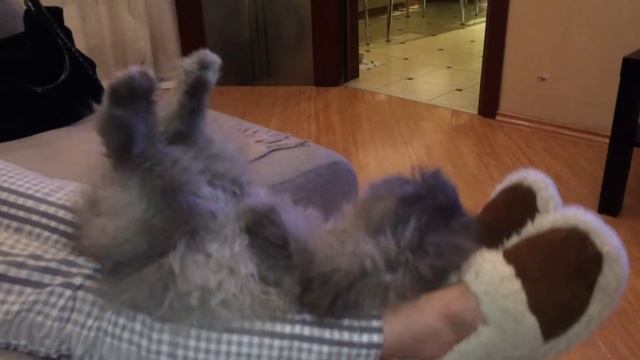 Возьмите кота в детский садик смотреть онлайн