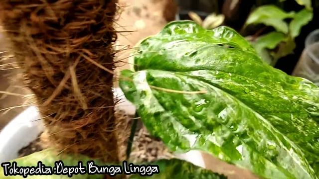 Amydrium Zippelianum Variegata| #Amydriumpropagation смотреть онлайн