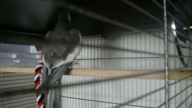 Попугай Корелла танцует и поёт. смотреть онлайн