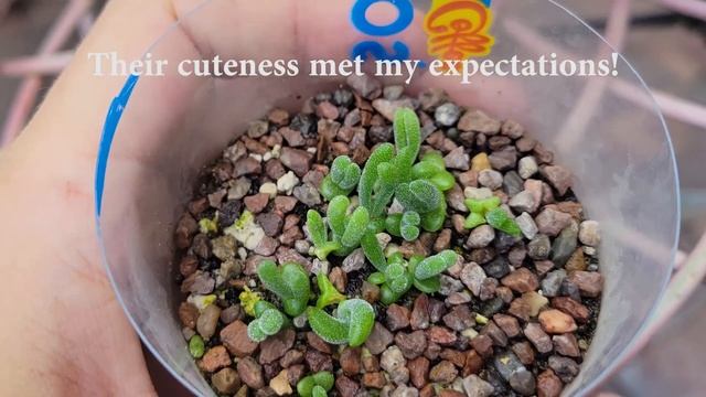 Monilaria Moniliformis 1 Month From Seeds