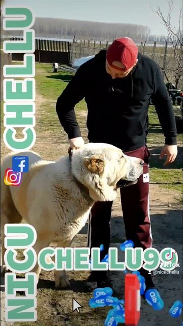 BEST 💯🔝 AND HUGE CENTRAL ASIAN SHEPHERD | BIG DOGS🇷🇴ROMANIAN | #CUBA THE WHITE 🤍 ALABAI смотреть онлайн