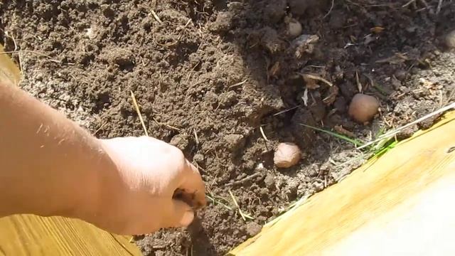 5 мая картофель в коробе посадка. смотреть онлайн