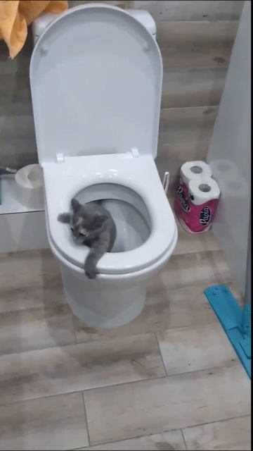 Как НЕ нужно приучать кошку к туалету. 🙀 Пуське 2 месяца. смотреть онлайн