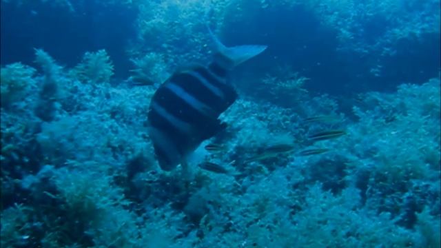 Diplodus cervinus - Sargo real, en Torre de la Horadada, Alicante y Punta de Teno, Tenerife смотреть онлайн