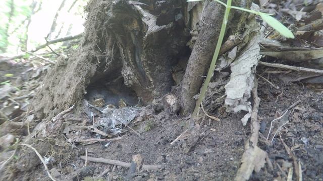 Зарянка 170527 4 у Трамвая птенцы 170528 30 смотреть онлайн