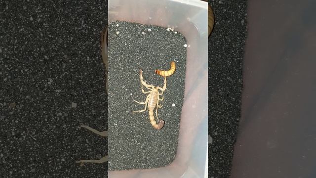 Androctonus Australis Feeding смотреть онлайн