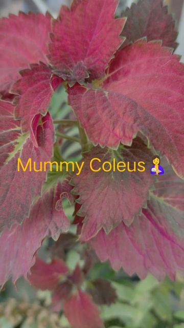 The Coleus Family #coleusplant #family #funny#couplegoals #plantlover #shortsfeed#shorts#shortvideo смотреть онлайн