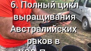 6.  Полный цикл выращивания Австралийских раков УЗВ-Пруды.