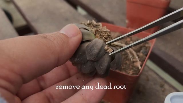 Super Dry Haworthia Cooperi | Moody Succulents смотреть онлайн