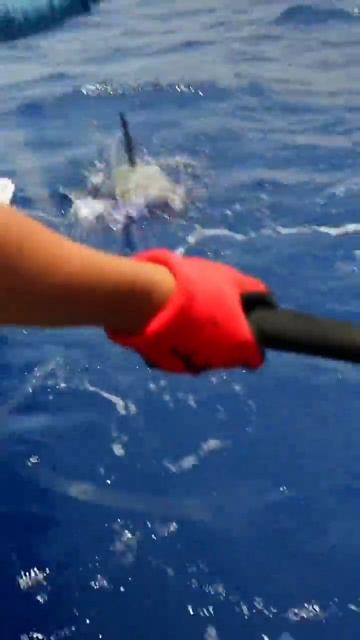 Saltwater Trolling for Yellowfin - Ahi Fishing - Trolling Lures смотреть онлайн