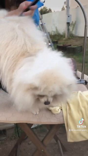 Дорогой дневник, Мишель и груминг🥺 смотреть онлайн