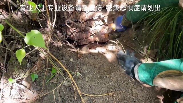 MASSIVE WASP NEST,GIANT MURDER HORNET NEST DESTROYED,VESPA MANDARINIA,YELLOW JACKETS INFESTATION смотреть онлайн