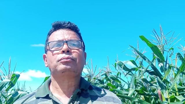 COMO GANHAR 14.000, PLANTANDO MILHO EM 75 DIAS смотреть онлайн