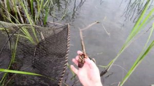 Проверяю верши! Рыбалка в камышах