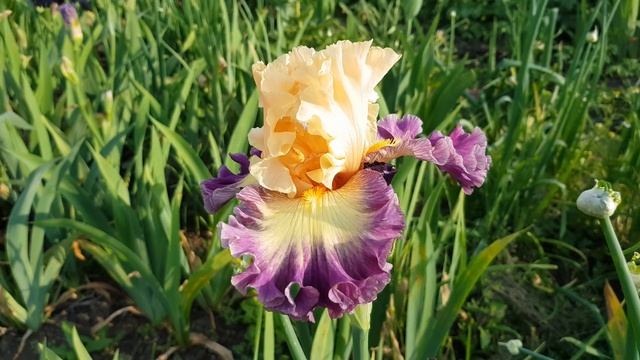Iris celebratory смотреть онлайн