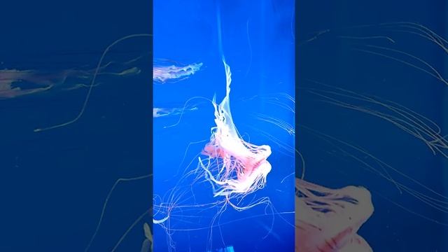 poisonous jellyfish# black sea nettle смотреть онлайн