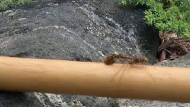 Giant Ichneumon Wasp смотреть онлайн