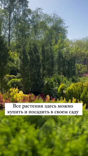 Садовый центр в Ростове-на-Дону смотреть онлайн