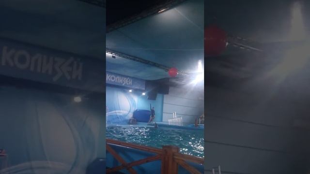 Дельфинарий Лазаревское Колизей. смотреть онлайн