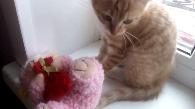 Моя кошка Маша смотреть онлайн